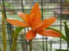 p3130255_small.jpg
